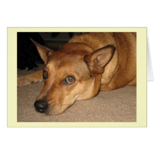 Roter Heeler Vieh-Hund - Ranch-Hundeliebhaber -