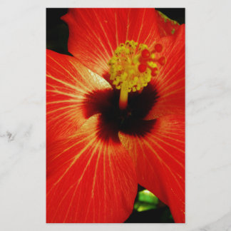 Roter Hibiskus