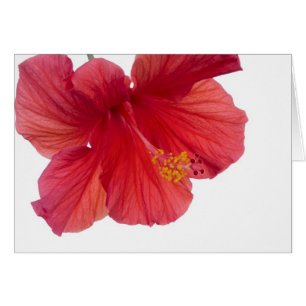 Roter Hibiskus