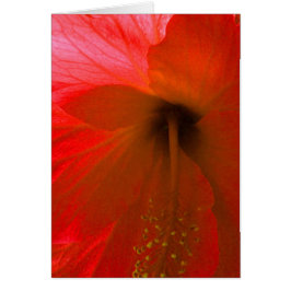 Roter Hibiskus Blume