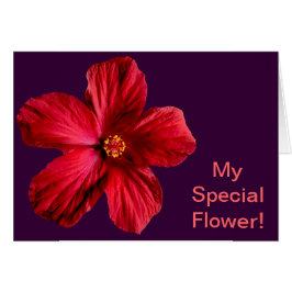 Roter Hibiskus Blume