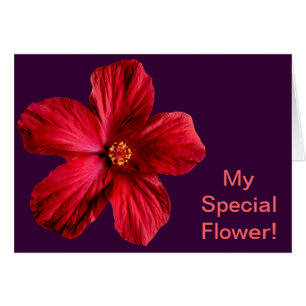 Roter Hibiskus Blume