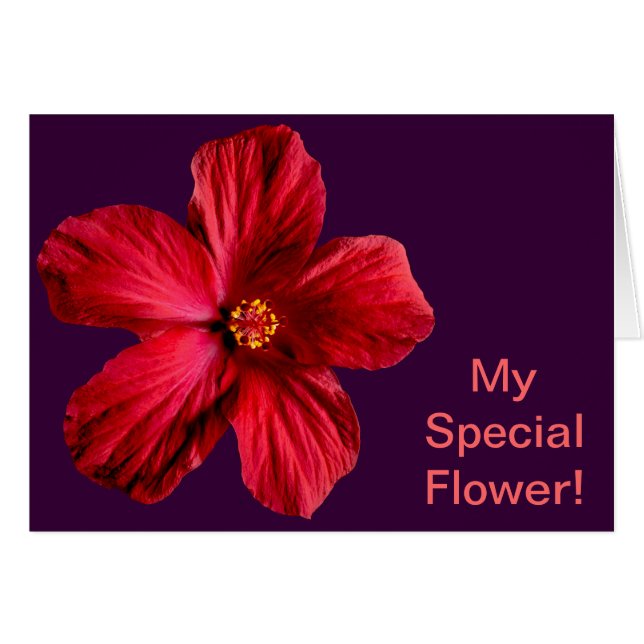 Roter Hibiskus Blume (Vorderseite (Horizontal))