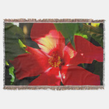 Roter Hibiskus Blume bei Sonnenlicht