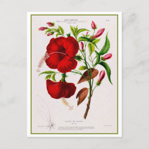 Roter Hibiskus Blume Botanisch Zeichnend Postkarte