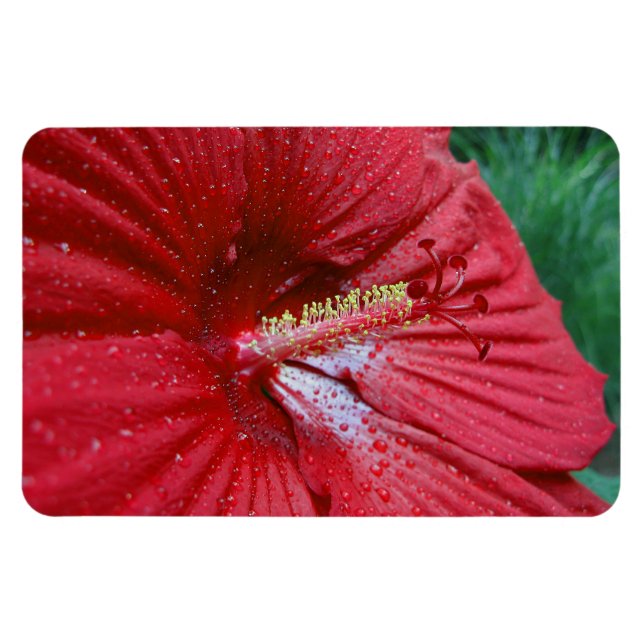 Roter Hibiskus Blume mit Raindrops-Foto Magnet (Horizontal)