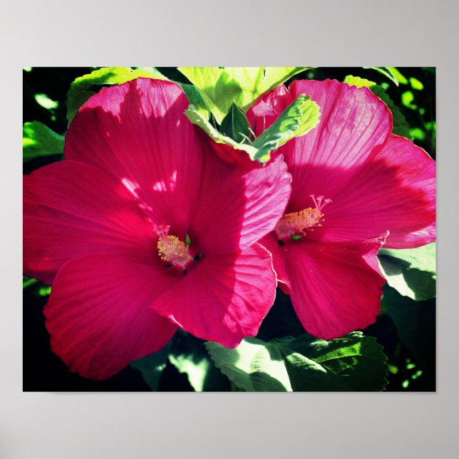 Roter Hibiskus Blume-Paar Nah Poster (Vorne)