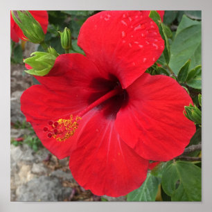 Roter Hibiskus-Blumen-Park Güell Barcelona Poster