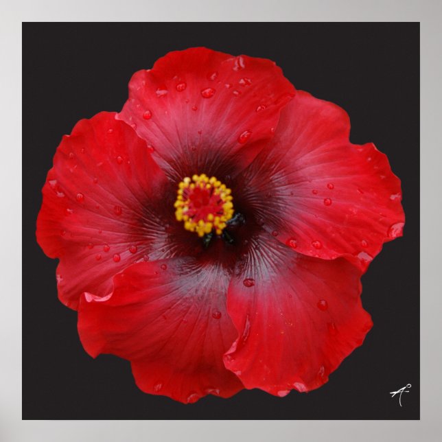 Roter Hibiskus, Canvas Print Poster (Vorne)
