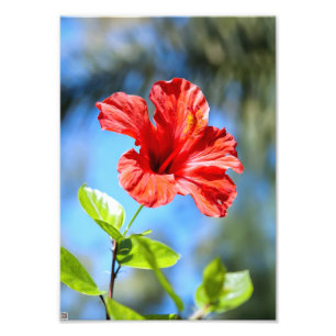 Roter Hibiskus Fotodruck