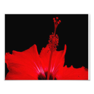 Roter Hibiskus Fotodruck