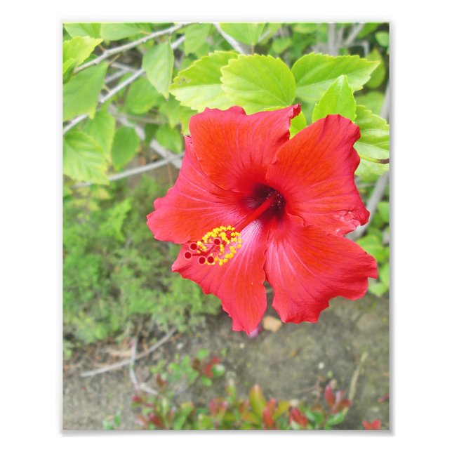 Roter Hibiskus Gelbes Stigma Fotodruck (Vorne)