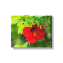 Roter Hibiskus Hawaii Tropische Blume