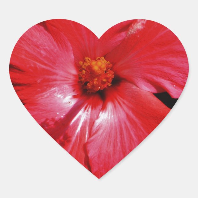 Roter Hibiskus Herz-Aufkleber (Vorderseite)