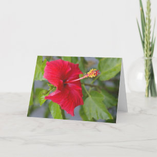 Roter Hibiskus, Louise Blume Karte