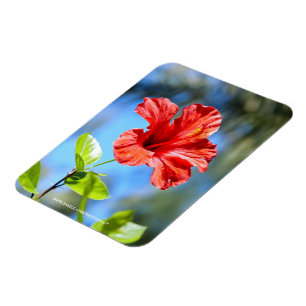 Roter Hibiskus Magnet