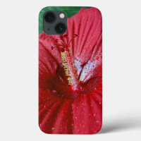 Roter Hibiskus mit Regentropfen