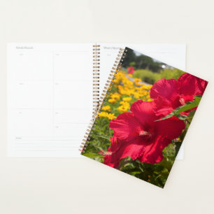 Roter Hibiskus Planer
