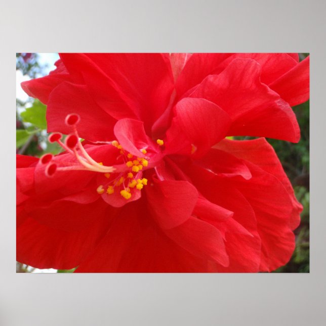 Roter Hibiskus Poster (Vorne)