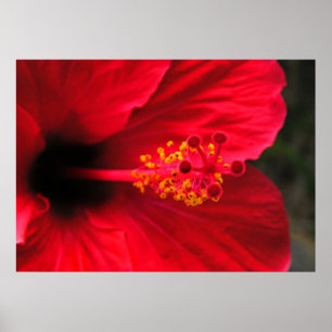 Roter Hibiskus Poster