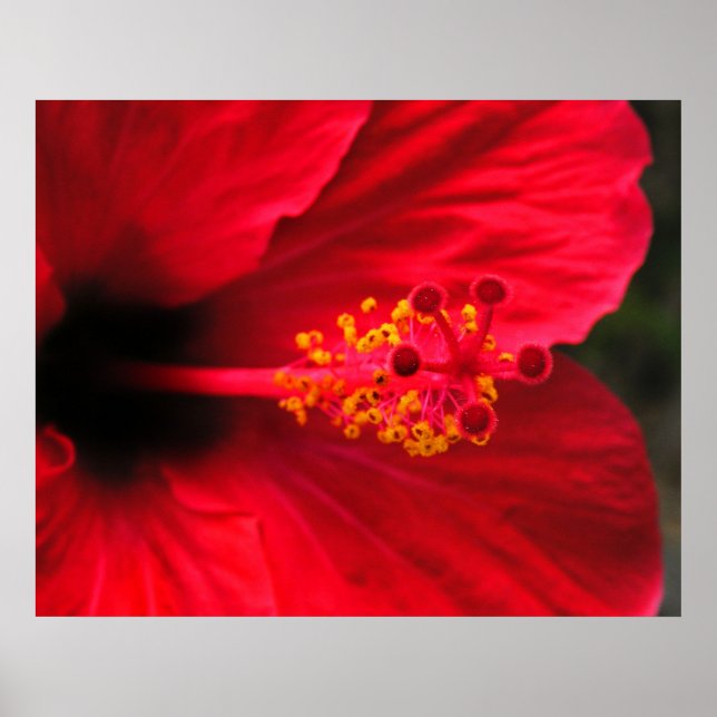 Roter Hibiskus Poster (Vorne)