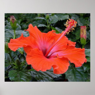 Roter Hibiskus Poster