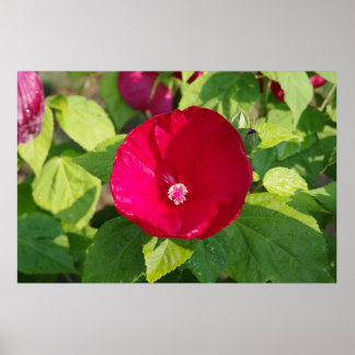 Roter Hibiskus Poster