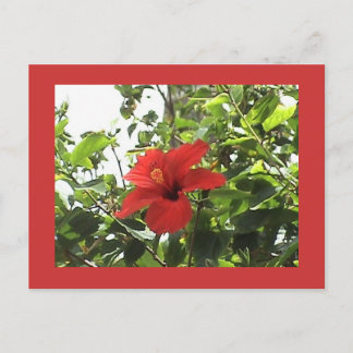 Roter Hibiskus Postkarte