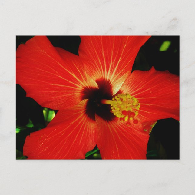 Roter Hibiskus Postkarte (Vorderseite)