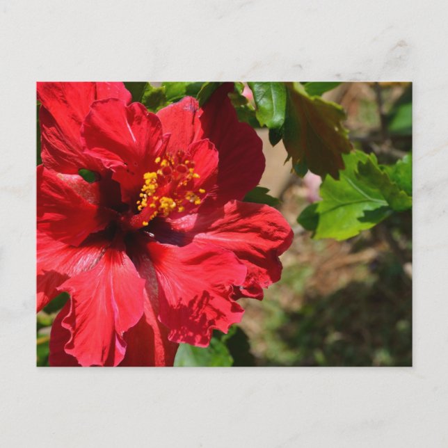 Roter Hibiskus Postkarte (Vorderseite)