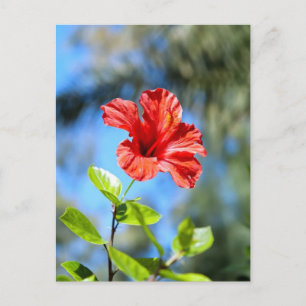 Roter Hibiskus Postkarte