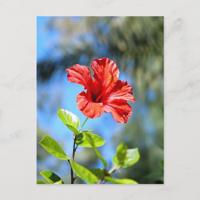 Roter Hibiskus Postkarte (Vorderseite)