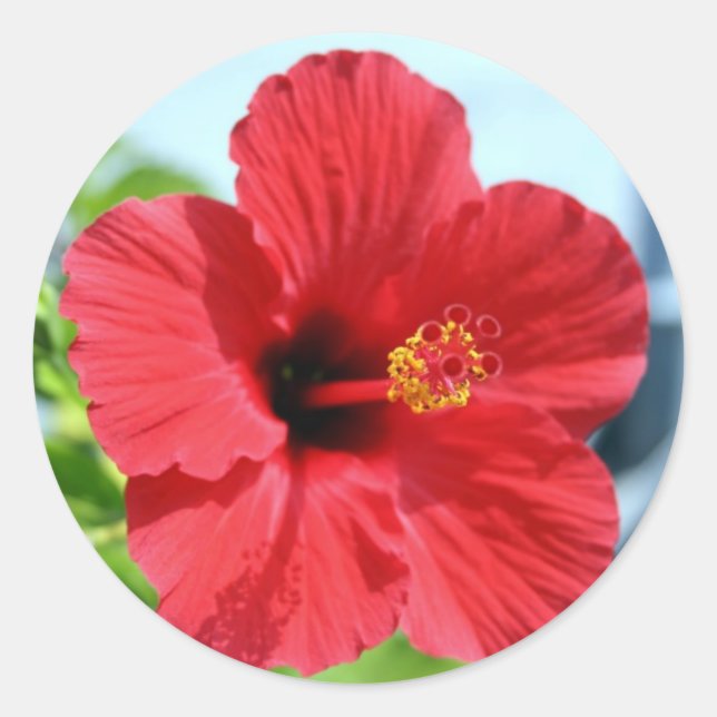 Roter Hibiskus Runder Aufkleber (Vorderseite)