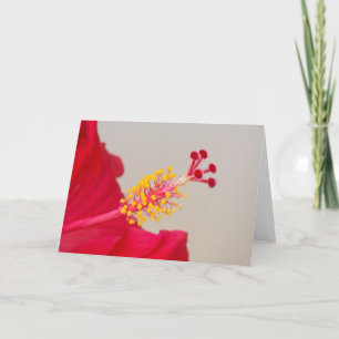 Roter Hibiskus Schließung von Pistil und Stamen Feiertagskarte