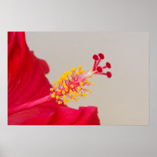 Roter Hibiskus Schließung von Pistil und Stamen Poster
