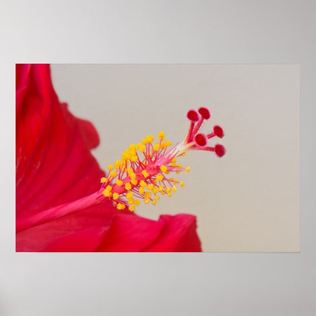 Roter Hibiskus Schließung von Pistil und Stamen Poster (Vorne)