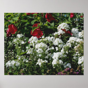 Roter Hibiskus und weißer Blumengarten mit Phlox Poster