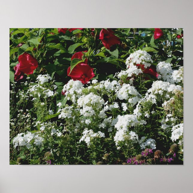 Roter Hibiskus und weißer Blumengarten mit Phlox Poster (Vorne)