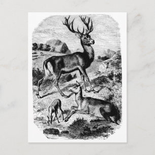 Roter Hirsch Vintage Holzstich Postkarte