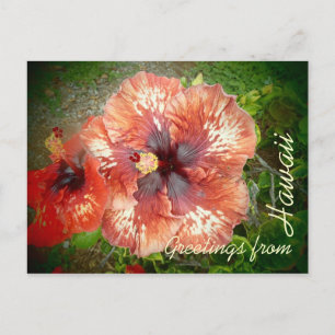 Roter Hybrid-Hibiskus farbige Blume Postkarte