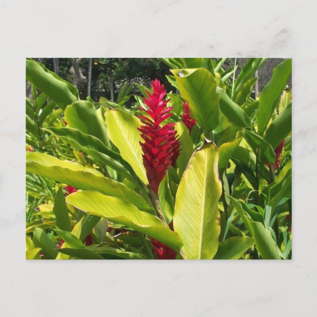 Roter Ingwer-Postkarte Postkarte (Vorderseite)