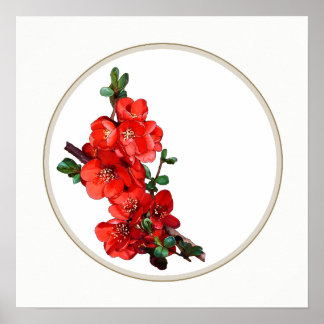 Roter Japanischer Quince Blossom Kreis weiß Poster