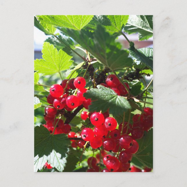 Roter Johannisbeere Postkarte (Vorderseite)