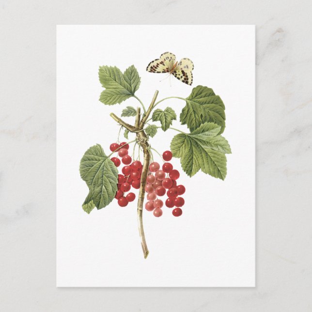 Roter Johannisbeere (Ribes rubrum) von Redouté Postkarte (Vorderseite)