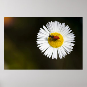Roter Käfer auf weißem Gänseblümchen-Makroplakat Poster