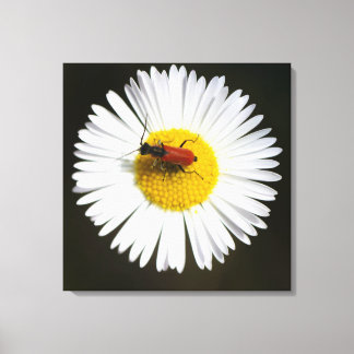 Roter Käfer auf weißer Gänseblümchen-Makroplakat Leinwanddruck
