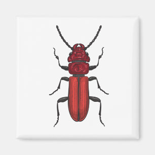 Roter Käfer Magnet