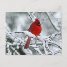 Roter Kardinal auf der Schneekarte Postkarte