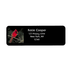 Roter Kardinal auf einer Baumzweigung