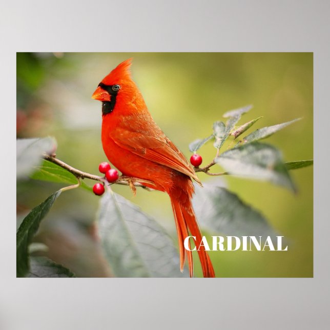 Roter Kardinal Bird in Tree Poster (Vorne)